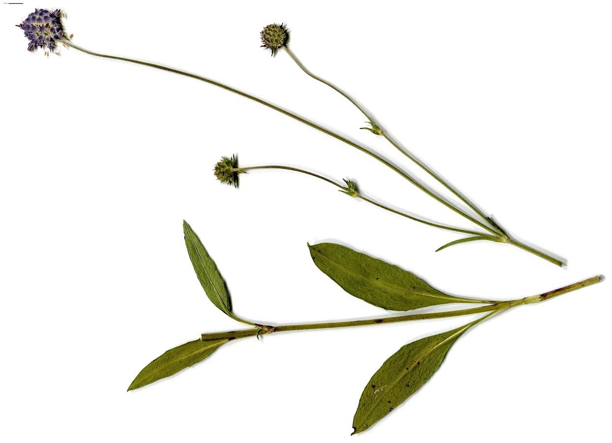 Succisa pratensis (Caprifoliaceae)